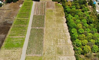 Farm Lot For Sale Santo Domingo, Nueva Ecija