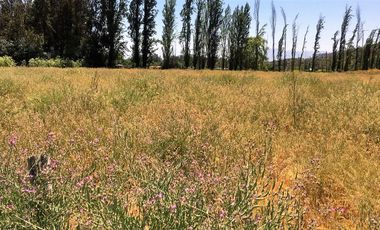 VENDE HERMOSAS PARCELAS, 5.000 M2, PLANAS, SECTOR ABRANTES, CAMINO CHACALLURA, PAINE, REGION METROPOLITANA