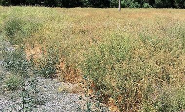VENDE HERMOSAS PARCELAS, 5.000 M2, PLANAS, SECTOR ABRANTES, CAMINO CHACALLURA, PAINE, REGION METROPOLITANA