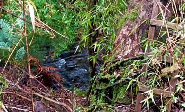 Parcela 2 hectáreas, con 3 cabañas  Ruta 5, Los Lagos $180.000.000