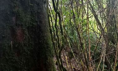 Parcela 2 hectáreas, con 3 cabañas  Ruta 5, Los Lagos $180.000.000