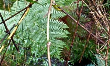 Parcela 2 hectáreas, con 3 cabañas  Ruta 5, Los Lagos $180.000.000