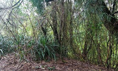 Parcela 2 hectáreas, con 3 cabañas  Ruta 5, Los Lagos $180.000.000