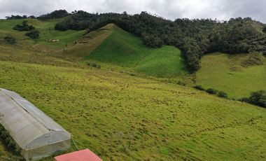 FINCA  PLANA DE 25 CUADRAS EN EL MUNICIPIO DE LA UNION