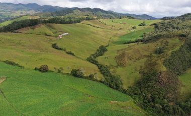 FINCA  PLANA DE 25 CUADRAS EN EL MUNICIPIO DE LA UNION