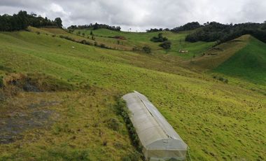 FINCA  PLANA DE 25 CUADRAS EN EL MUNICIPIO DE LA UNION