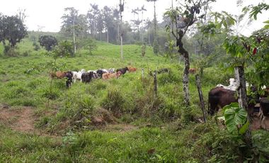 Venta Finca 46 Hectáreas en Puerto Quito.