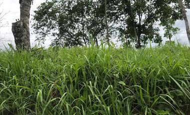 Venta Finca 46 Hectáreas en Puerto Quito.