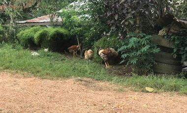 Venta Finca 46 Hectáreas en Puerto Quito.