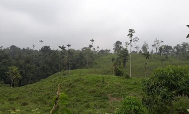 Venta Finca 46 Hectáreas en Puerto Quito.