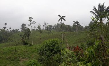Venta Finca 46 Hectáreas en Puerto Quito.