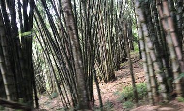 Venta Finca 46 Hectáreas en Puerto Quito.