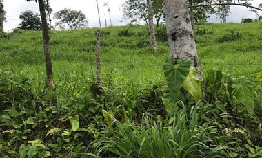 Venta Finca 46 Hectáreas en Puerto Quito.