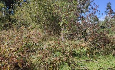 PARCELA DE 2,5 HECTÁREAS EN LOS GUINDOS