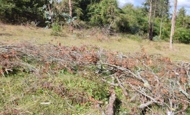 PARCELA DE 2,5 HECTÁREAS EN LOS GUINDOS