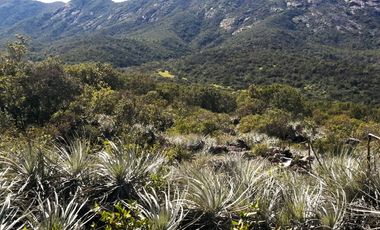 VENDE TERRENO 212 HECTAREAS, RINCONADA IDAHUE, COLTAUCO, VEGETACION, FAUNA, SENDEROS, VERTIENTES, VISTA Y SERVIDUMBRE