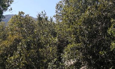 VENDE TERRENO 212 HECTAREAS, RINCONADA IDAHUE, COLTAUCO, VEGETACION, FAUNA, SENDEROS, VERTIENTES, VISTA Y SERVIDUMBRE