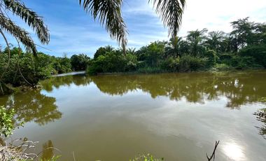 Over 9 Rai palm plantations for sale with stunning views of canals in Thung Maphrao, Phang-nga