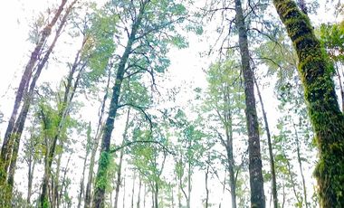 Parcela en Parque Volcanes, Ensenada, Puerto varas