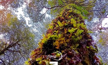 Parcela en Parque Volcanes, Ensenada, Puerto varas