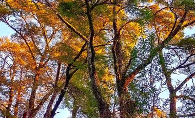 Parcela en Parque Volcanes, Ensenada, Puerto varas