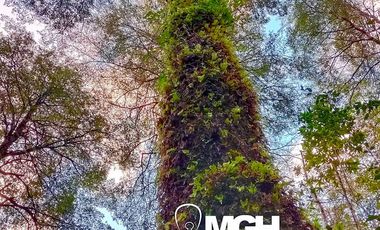 Parcela en Parque Volcanes, Ensenada, Puerto varas