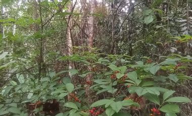 Futura ciudad Oportunidad 10 Ha para Inversion