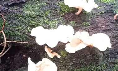 Futura ciudad Oportunidad 10 Ha para Inversion