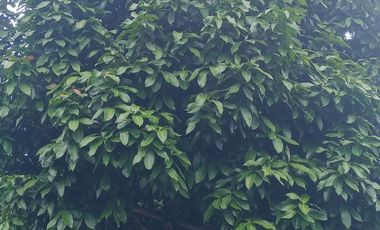 Futura ciudad Oportunidad 10 Ha para Inversion