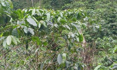 Futura ciudad Oportunidad 10 Ha para Inversion