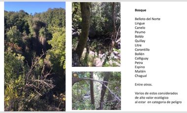 Se vende 122 hectáreas en Colliguay