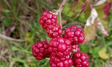 Parcela 1 Ha Sector Santo Domingo $ 150.000.000.-