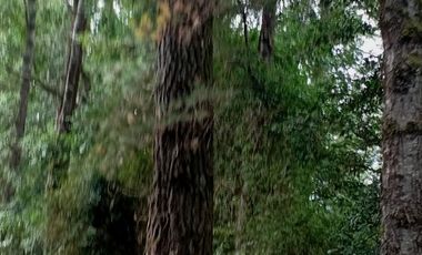 Parcela 1 Ha Sector Santo Domingo $ 150.000.000.-