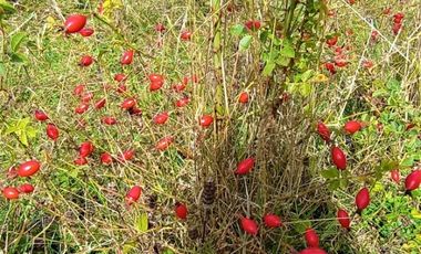 Parcela 1 Ha Sector Santo Domingo $ 150.000.000.-