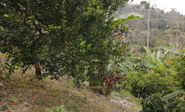 Finca San Vicente de chucuri