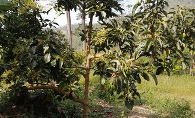 Finca San Vicente de chucuri