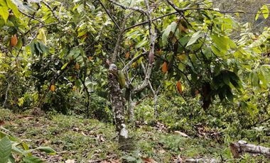 Finca San Vicente de chucuri