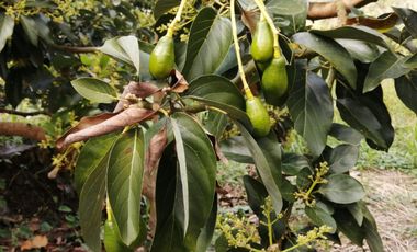 Finca San Vicente de chucuri