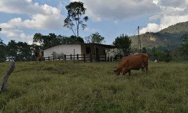 Finca San Vicente de chucuri