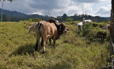 Finca San Vicente de chucuri