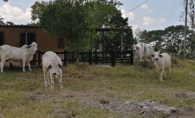 Finca San Vicente de chucuri