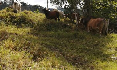 Finca San Vicente de chucuri