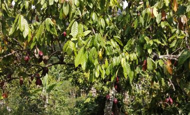 Finca San Vicente de chucuri