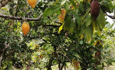 Finca San Vicente de chucuri
