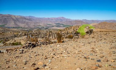 Gran parcela en sector Mamalluca (Vicuña), 11.000 m2, Valle del Elqui. $42 millones