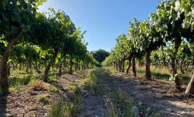 VENTA TERRENO AGRÍCOLA USO RECREACIONAL