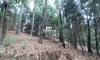 Cabañas inmersas en un grandioso bosque!!