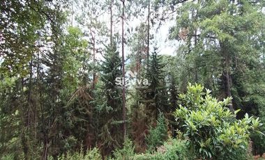 Cabañas inmersas en un grandioso bosque!!