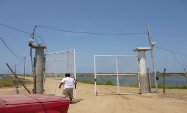Langostinera en Tumbes de 250 has