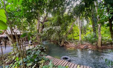 10 Rai with palm plantation surrounding natural stream for sale in Nongthale, Krabi.